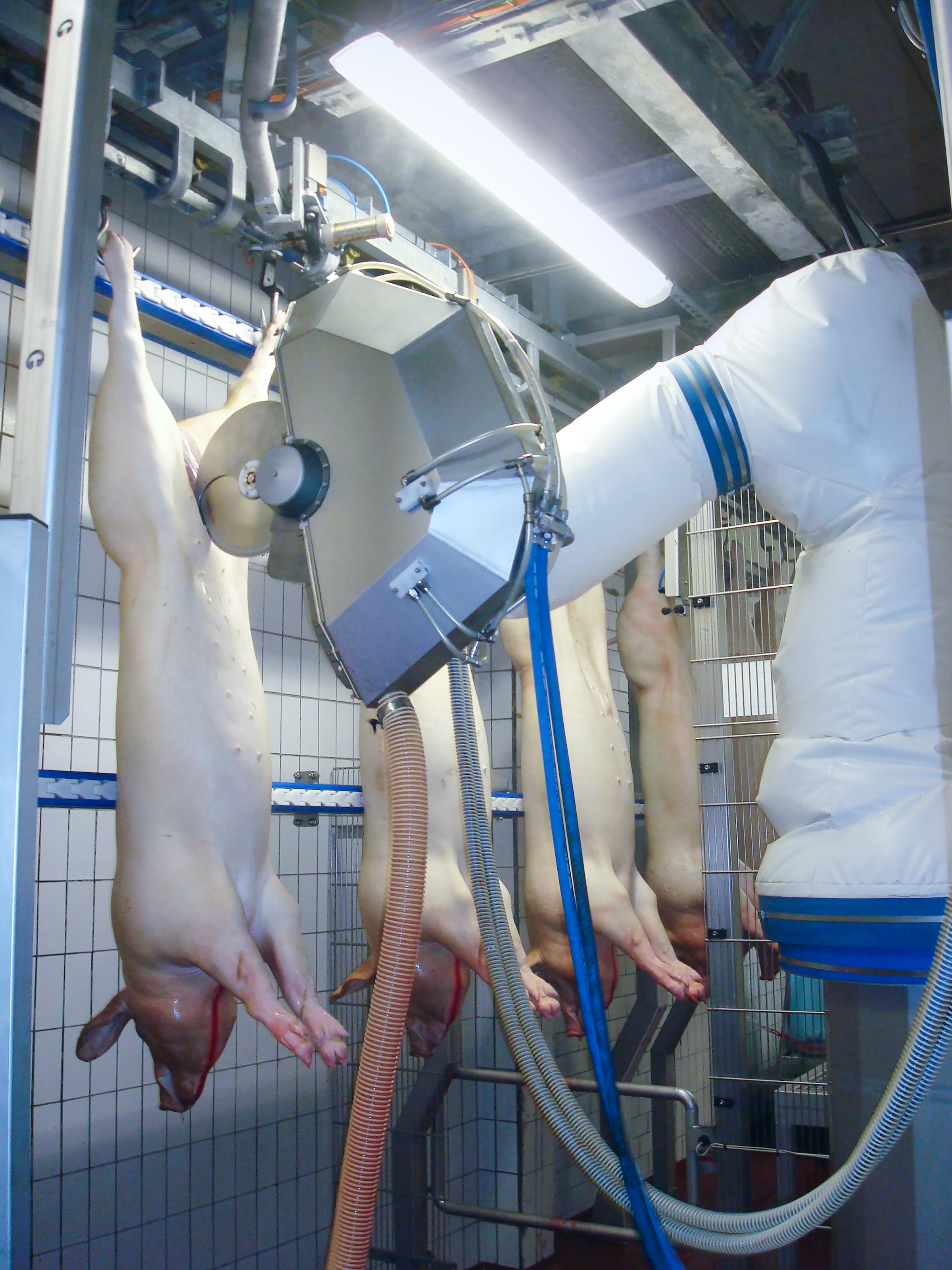 Dressing, cutting & evisceration - Pig