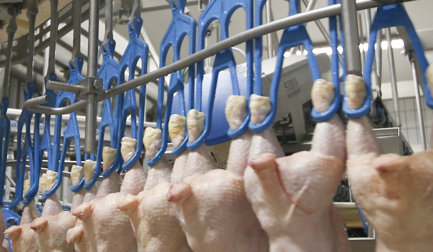 Robuste Haken für Produkt und Innereien