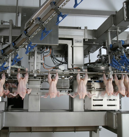 transfer of broiler