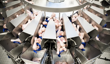 Multihead Weighers are an immediate success