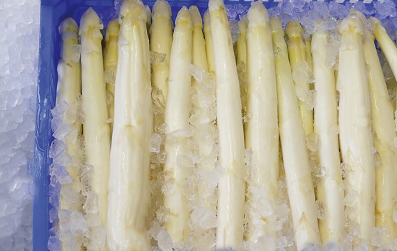MAJA nugget ice asparagus cooling