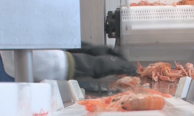 Clasificación y elaboración de lotes