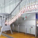 Killing and defeathering